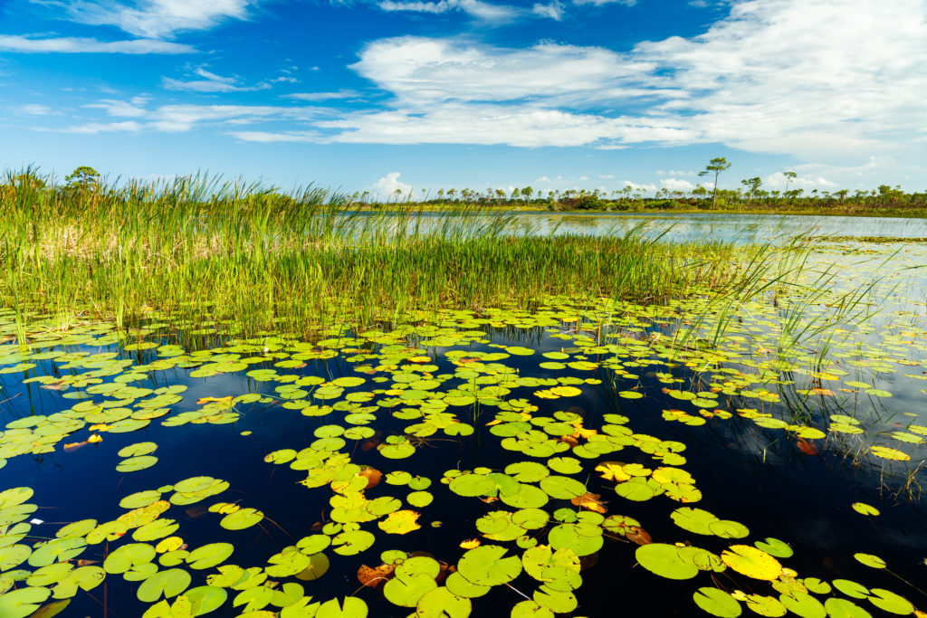 Unique Things To Do In Florida The Sunshine State Coffee And Caminos